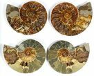Lot: to Cut Ammonite Pairs (Grade B/C) - Pairs #77332-1